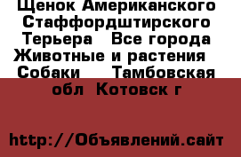 Щенок Американского Стаффордштирского Терьера - Все города Животные и растения » Собаки   . Тамбовская обл.,Котовск г.